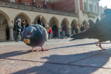 Krakow şehrinde pazar meydanında bir sürü güvercin. Bir grubun bir şehirde sokak yürüyüş güvercin düşük açılı görünüş. Güvercin'ın gözde görüntü sol kısmında son derece seçici odak.