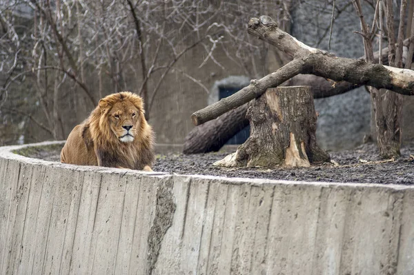 Lew Siedzący Deszczu Warszawskim Zoo — Zdjęcie stockowe