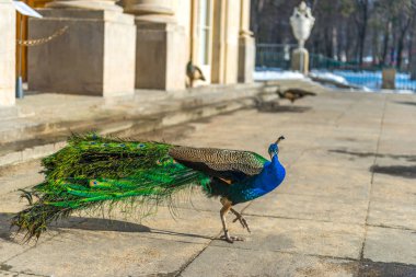 Varşova Łazienki parkta yürüyüş güzel tavus kuşu. Arka planda Sarayı görebilirsiniz. 