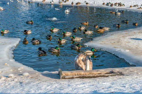 A swan and a flock of ducks swim in ice-water on a frozen lake in Lazienki Park in Warsaw