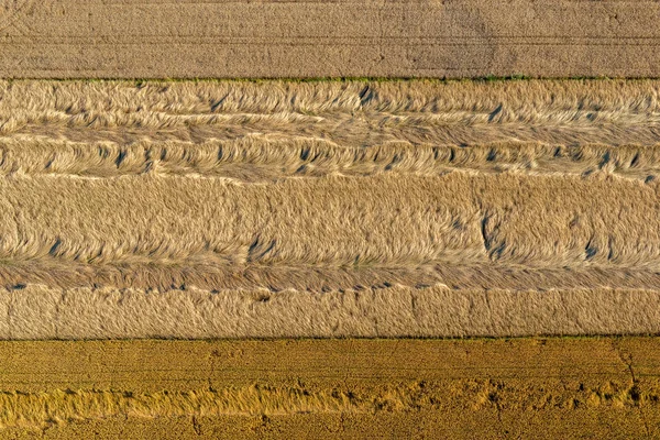 Äcker Getreide Das Während Eines Sturms Zerstört Wurde Blick Aus — Stockfoto