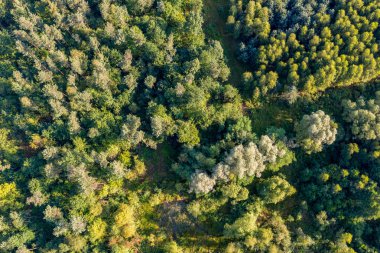Yükü görüntülemek uçaktan gördüm uçağın, alt yaprak döken ağaçlar ipuçları görebilirsiniz