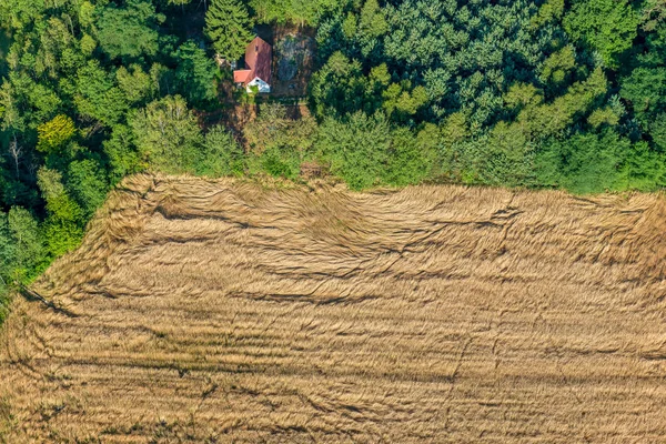 Damaged rye in the field near the cottage in the forest. Overhead view from above