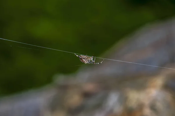 Garden spider with a cross on the back hanging on thread with blurred background. Closeup