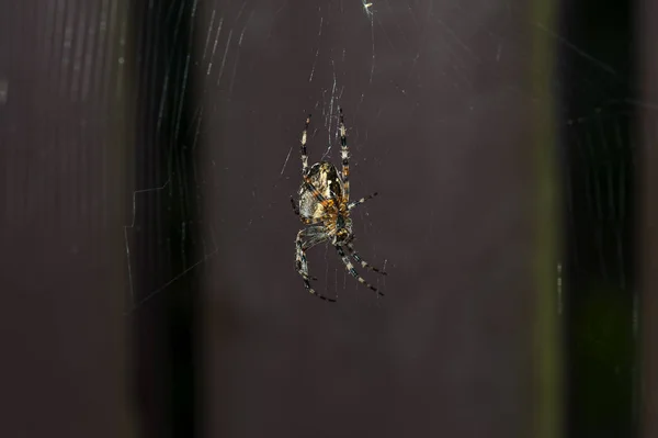 背景をぼかした写真を持つスレッドに掛かっている背中に十字架を持つ庭のクモ クローズ アップ — ストック写真
