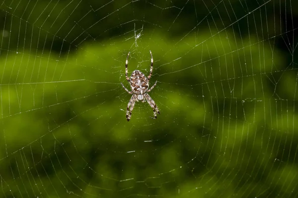 Spider with a cross on the back having lunch. Hairy and fat Cross Orb weaver. Closeup