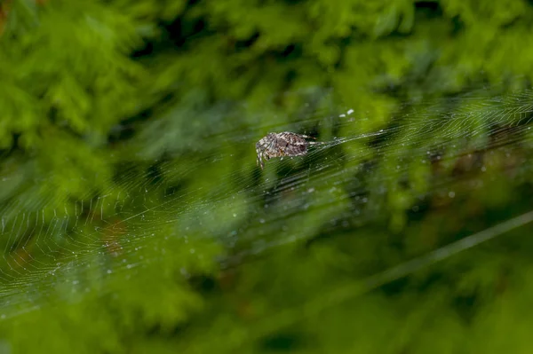 Spider Cross Back Having Lunch Hairy Fat Cross Orb Weaver — Stock Photo, Image