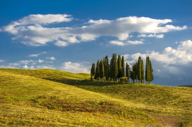 Selvi Toskana tepelerde grubudur. Tuscany üzerinden Klasik Görünüm