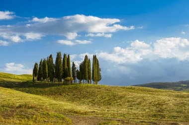 Group of cypresses in the hills of Tuscany. Classic view from Tuscany clipart