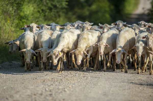 Koyun mera dönen sürüsü