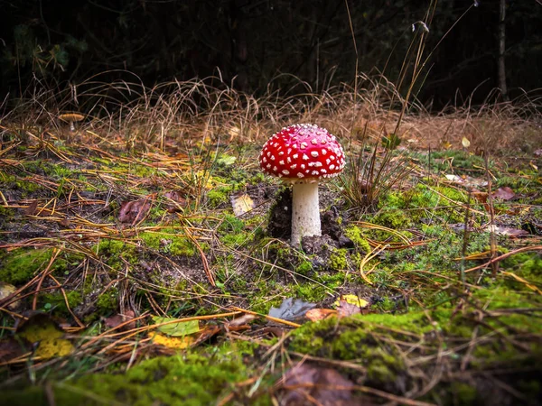 Amanita Muscaria - Red and white poisonous mushroom or toadstool in the forest.