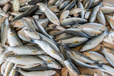 Bir sürü küçük gümüş balık