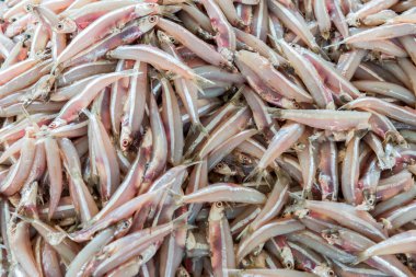 Bir sürü küçük pembe balık