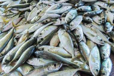 Bir sürü küçük gümüş balık