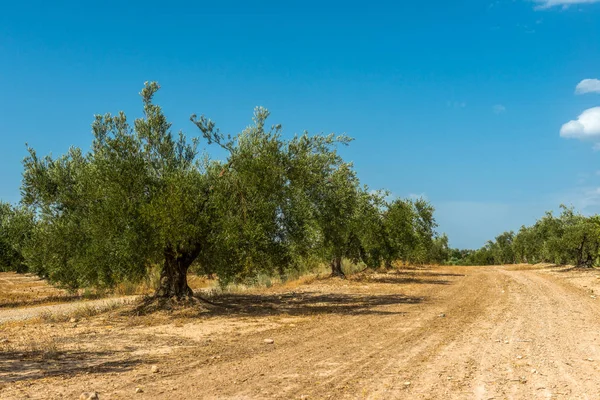 Big olive plantation with old olive trees in Spain