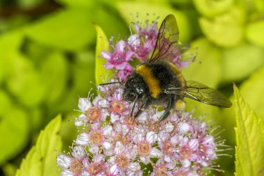 Yaban-arısı bir pembe çiçek polen toplama
