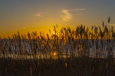 ' nın kıyısında büyüyen çimen. arka planda bir güzel gün batımı
