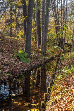 Ferns parkta dere kıyısında, sonbahar günü sıcak, güneşli