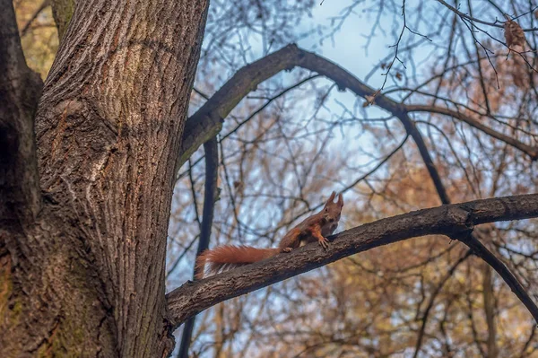 A small red squirrel on a tree looking for food, a warm sunny autumn day