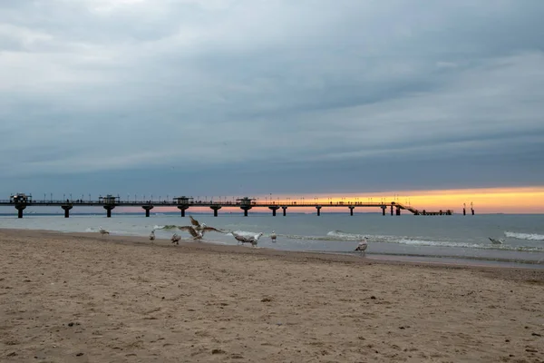 flock of sea birds at dusk on the beach in Midzyzdroje, Poland. In the background you can see a long pier and sunset under a cloudy sky