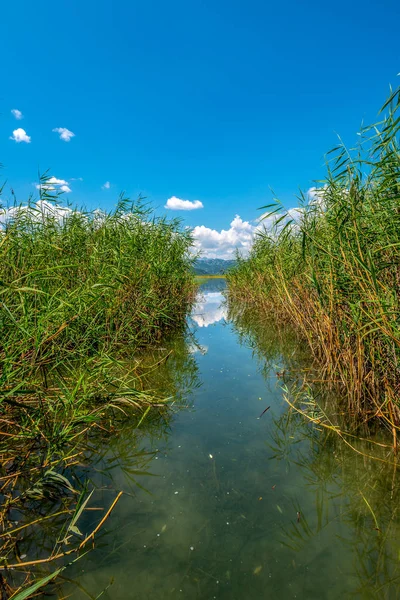 Caminho Entre Plantas Aquáticas Que Crescem Lago Parque Nacional Montenegro — Fotografia de Stock
