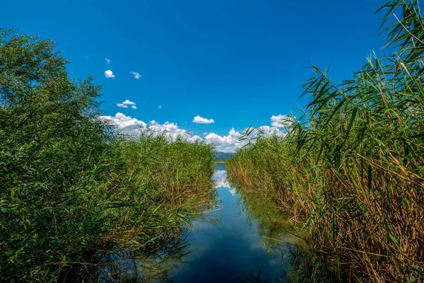 Caminho Entre Plantas Aquáticas Que Crescem Lago Parque Nacional Montenegro — Fotografia de Stock