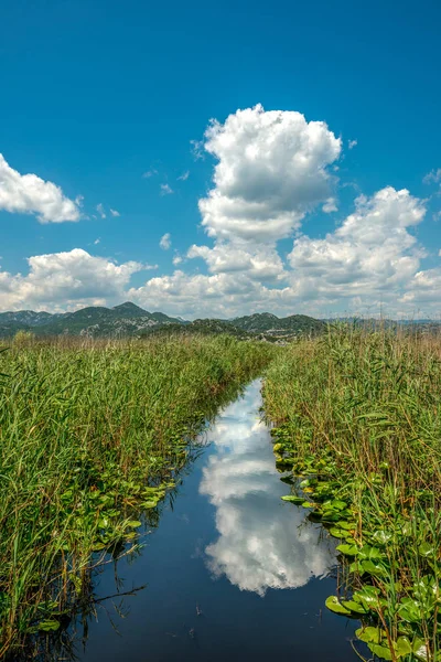 Caminho Entre Plantas Aquáticas Que Crescem Lago Parque Nacional Montenegro — Fotografia de Stock