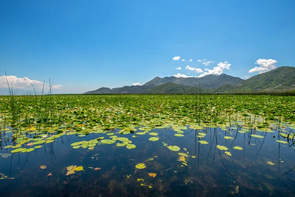 Landscape Park Montenegro Uma Bela Paisagem Lago Tranquilo Cercado Por — Fotografia de Stock