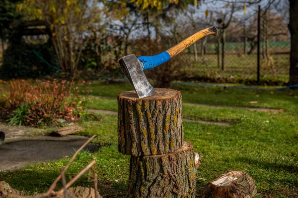 Chopping wood to the fireplace for fuel on cold winter days. An old strong ax can handle the hardest pieces of wood. In the background you can see chopped trunks