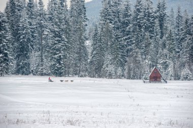 Kış manzarasında araba sürerken köpek kızağı