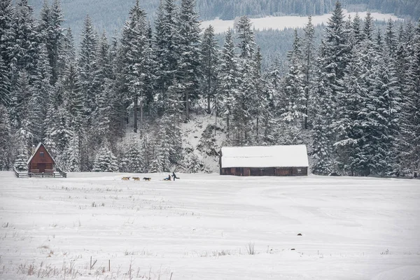 Traîneau Chien Conduisant Dans Des Paysages Hiver — Photo