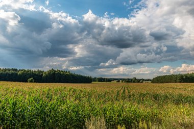 Polonya kırsalından klasik bir resim.