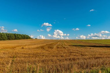 İnatçı, tarlada biçilen tahıl kalıntıları. Polonya kırsalından klasik bir resim.