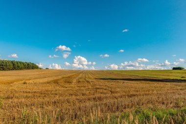 İnatçı, tarlada biçilen tahıl kalıntıları. Polonya kırsalından klasik bir resim.