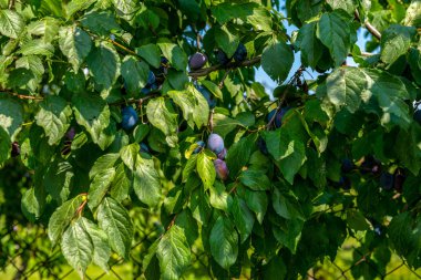 sulu, olgun erikler toplamaya hazır.