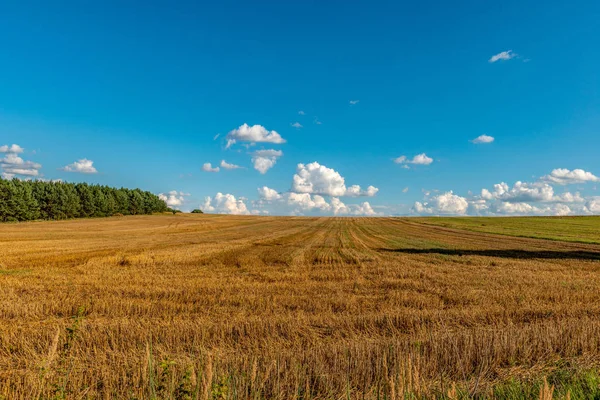 İnatçı, tarlada biçilen tahıl kalıntıları. Polonya kırsalından klasik bir resim.