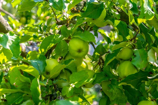 Saftiga Mogna Äpplen Träden — Stockfoto