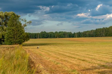 Çayırda beslenen bir leylek.
