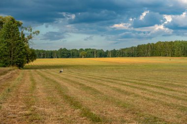 Çayırda beslenen bir leylek.