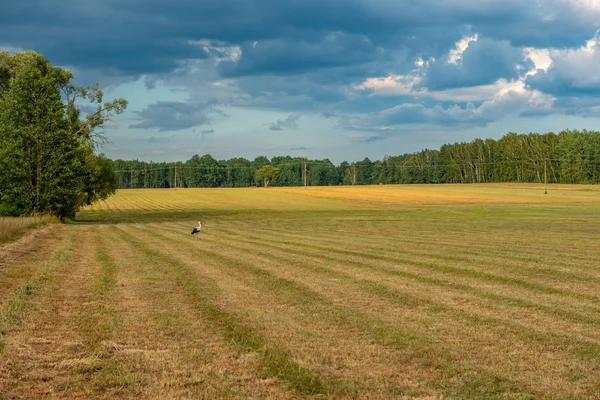 Çayırda beslenen bir leylek.