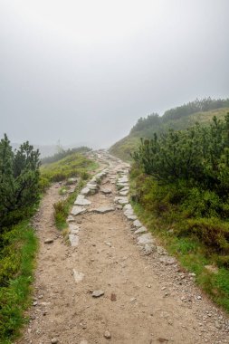 Dağ yolu yoğun siste kayboluyor.