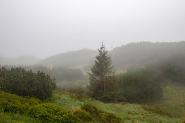 Tatra Dağları 'ndaki sisli dağ yolu manzarası