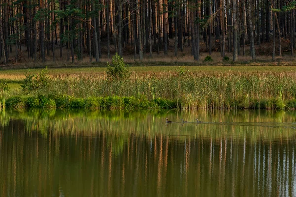 Uma Família Verdes Pretos Lago Tranquilo — Fotografia de Stock