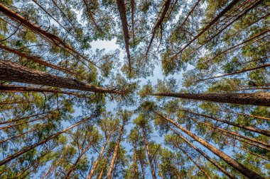 Rosette çam ağacı taçlarından yapılmış - yukarı bak
