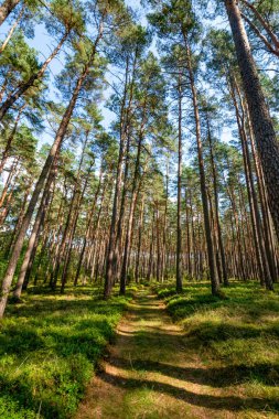 Eski çam ağaçları arasında dar bir orman yolu.