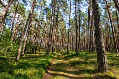 Eski çam ağaçları arasında dar bir orman yolu.