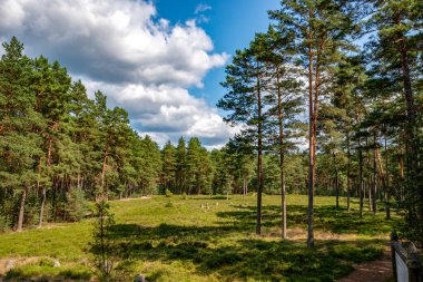 Ormanda gizemli bir yer, Bory Tucholskie, Polonya