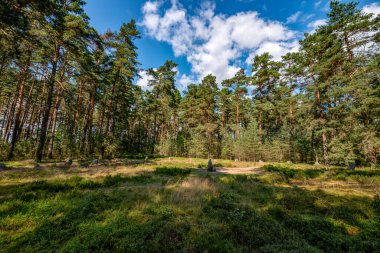 Ormanda gizemli bir yer, Bory Tucholskie, Polonya