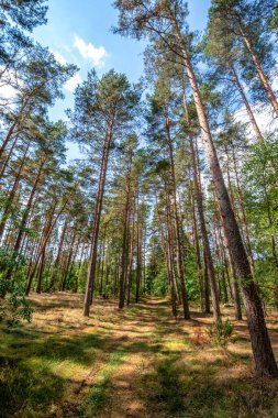 Bory Tucholskie 'deki eski çamlar. Ormanın derinliklerine giden bir yol.