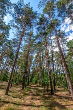 Çam ormanlarında bir patika, Bory Tucholskie 'de yaşlı ağaçlar, Polonya